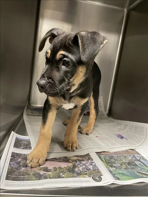 A baby small-sized female German Shepherd Dog dog named Mora for adoption in Van Nuys, CA
