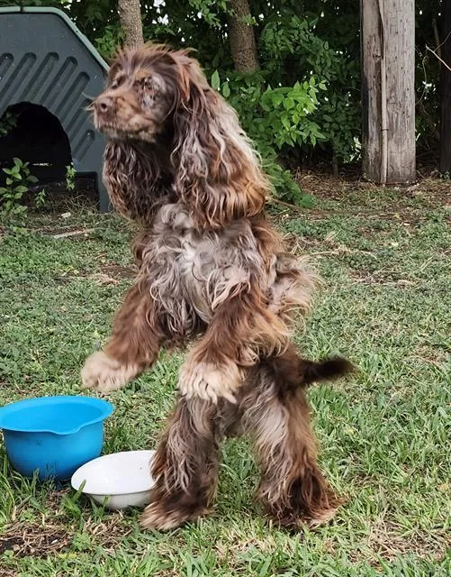 A young small-sized female English Springer Spaniel dog named Zadie for adoption in San Antonio, TX