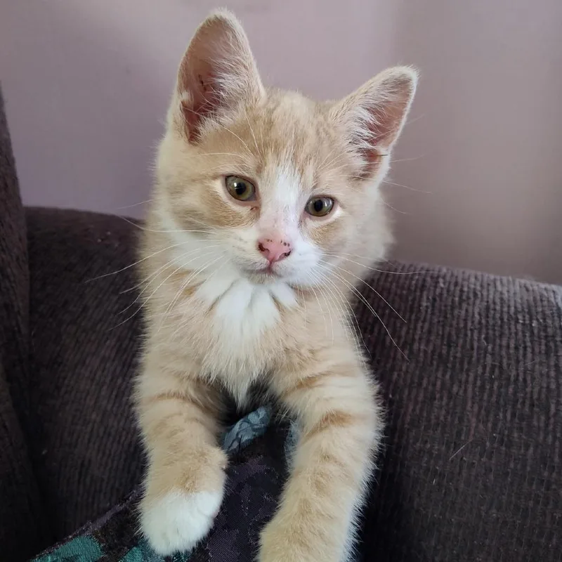 A baby small-sized male Domestic Short Hair cat named Eddie for adoption in Muncie, IN