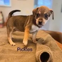 A baby medium-sized female Tricolor (Brown, Black, & White) Hound dog named Pickles for adoption in Lexington, KY