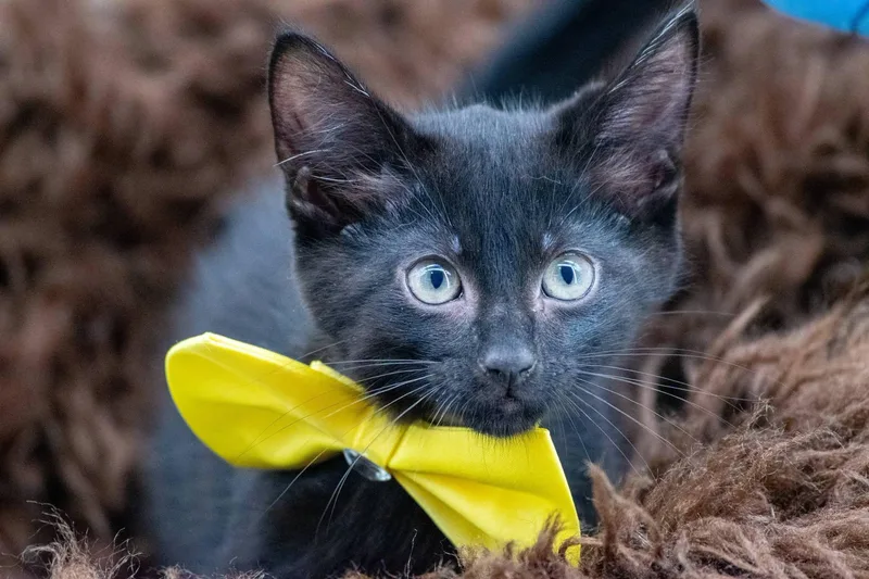 A baby small-sized male Black Domestic Short Hair cat named Ankylosaurus for adoption in Sevierville, TN