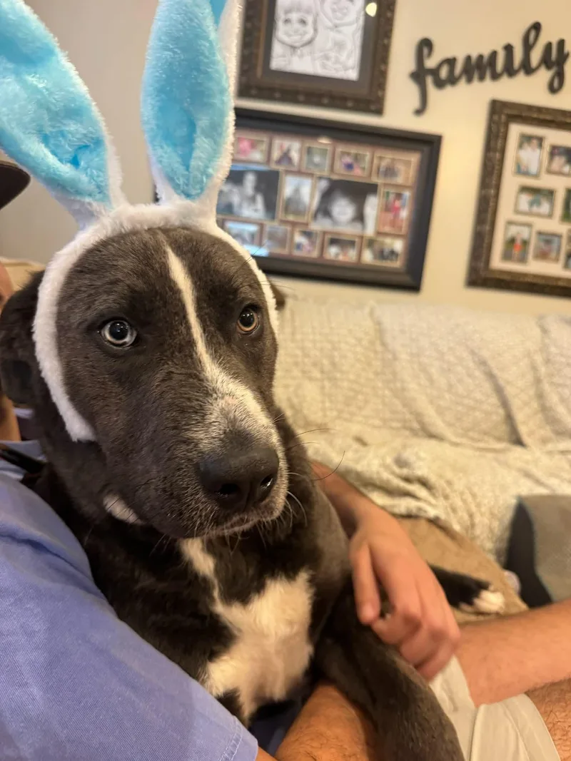 A young medium-sized male Gray / Blue / Silver Mixed Breed dog named Cj for adoption in Wantagh, NY