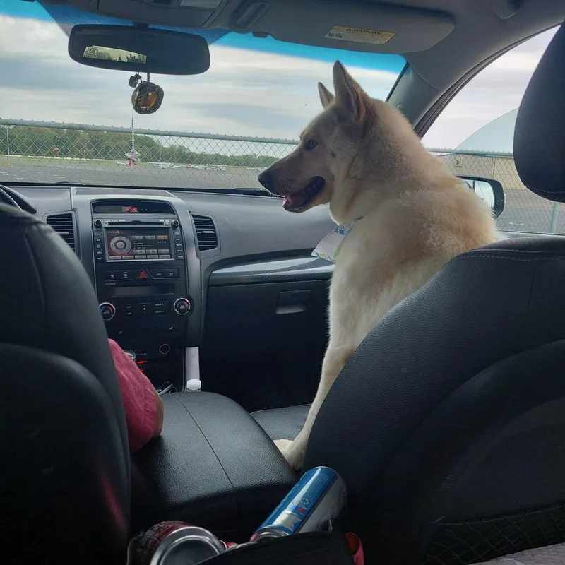 A young large-sized female German Shepherd Dog dog named Shannon for adoption in Mount Royal, NJ