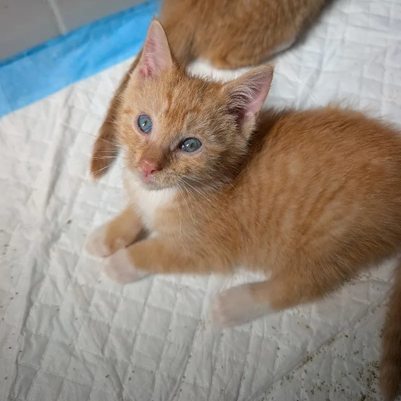 A baby small-sized male Orange / Red Domestic Short Hair cat named Citrus Glaze for adoption in Middle Village, NY