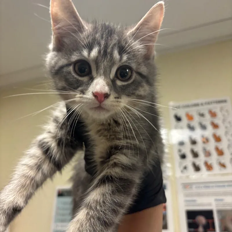A baby small-sized female Gray / Blue / Silver Domestic Short Hair cat named Nicola for adoption in Chicago, IL