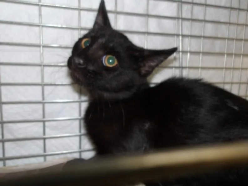 A baby medium-sized female Domestic Short Hair cat named Jazmin for adoption in Los Angeles, CA