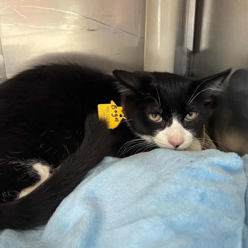 A baby small-sized male Black Domestic Short Hair cat named Bagel for adoption in Springfield, MA