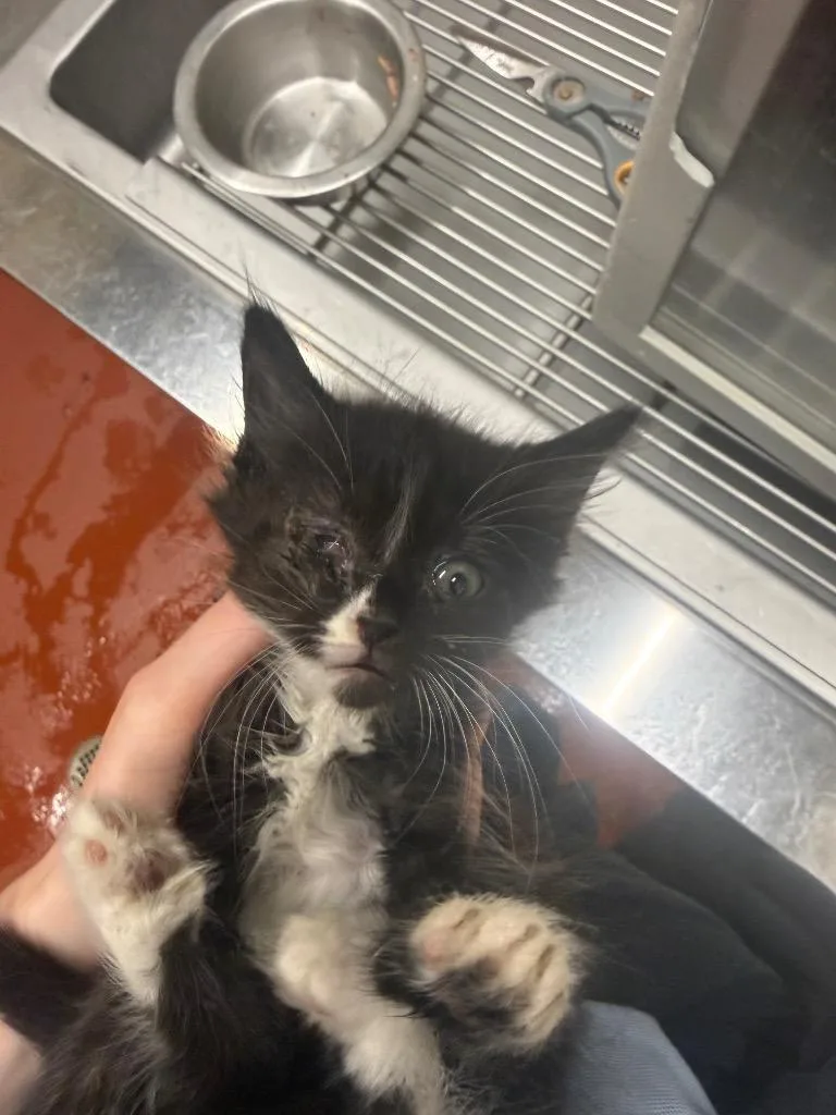 A baby small-sized male Domestic Short Hair cat named Topaz for adoption in Douglasville, GA