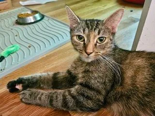 A baby medium-sized female Tabby (Orange / Red) Domestic Short Hair cat named The Bird Litter for adoption in Fairfax, VA