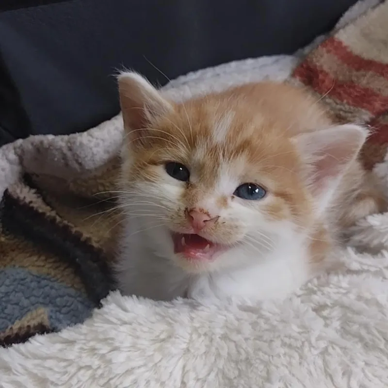 Yosemite thumbnail 2