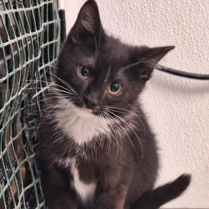 A young small-sized male Black Domestic Short Hair cat named Kip for adoption in Albert Lea, MN