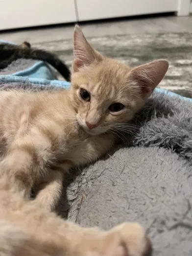 A baby small-sized male Orange & White Domestic Short Hair cat named Butterscotch for adoption in Liverpool, TX