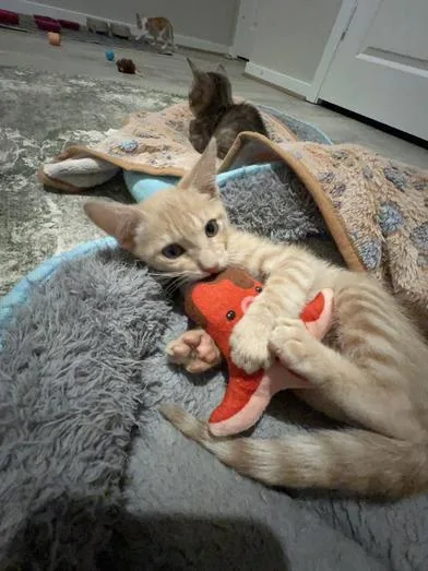 Butterscotch thumbnail 6