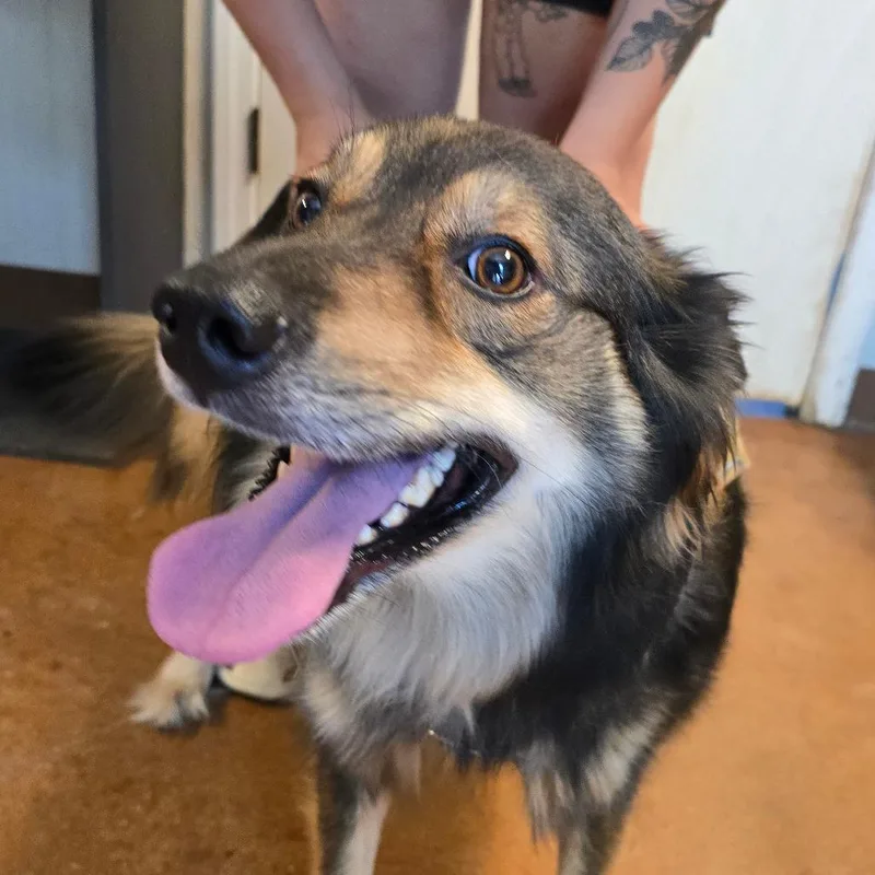 An adult medium-sized female Brown / Chocolate Australian Shepherd dog named Mildred for adoption in Clarksville, AR
