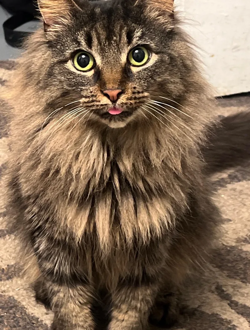 An adult small-sized female Tabby (Buff / Tan / Fawn) Domestic Long Hair cat named Ethel & Lucy for adoption in Pittsburgh, PA