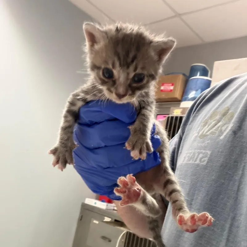 A baby small-sized male Domestic Short Hair cat named Chanterelle for adoption in Columbus, GA