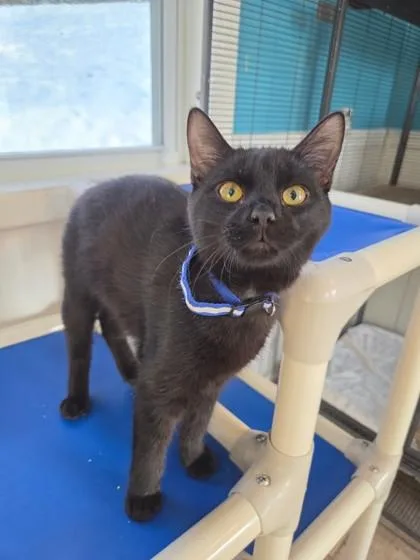 A baby small-sized male Domestic Short Hair cat named Ash for adoption in Bloomsburg, PA