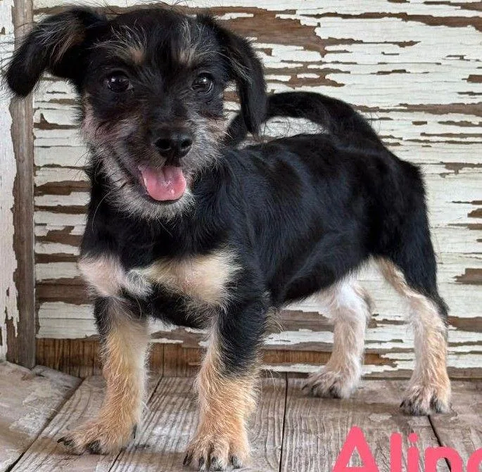 A young small-sized female Bicolor Yorkshire Terrier dog named Alina for adoption in Carrollton, TX