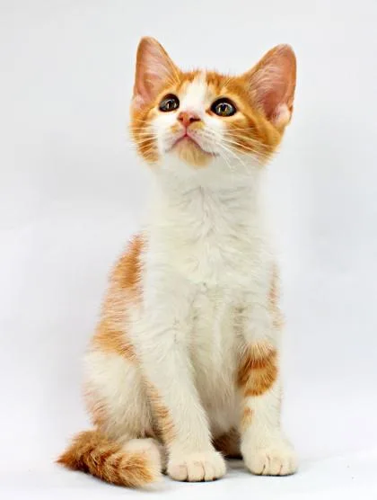 A baby small-sized male Domestic Short Hair cat named Newt for adoption in Morton Grove, IL