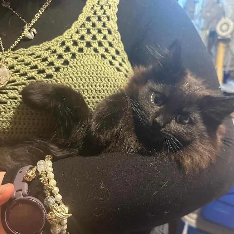 A young small-sized female Black Domestic Long Hair cat named Pom Pom for adoption in Greensburg, PA