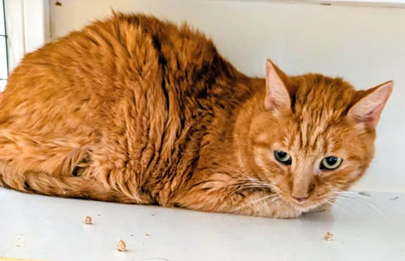 A senior large-sized male Domestic Medium Hair cat named Mystery for adoption in St. Augustine, FL