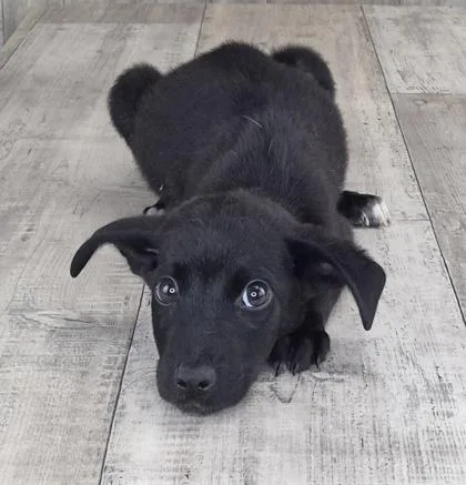 An adult small-sized male Terrier dog named Sebastian for adoption in Shreveport, LA