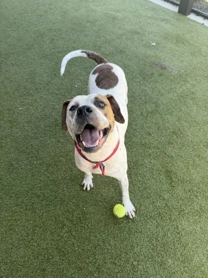 An adult large-sized male Mixed Breed dog named Jim Green for adoption in Atlanta, GA