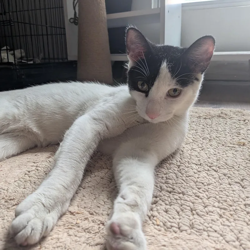 An adult medium-sized male Black & White / Tuxedo Domestic Short Hair cat named Kai for adoption in Montclair, NJ