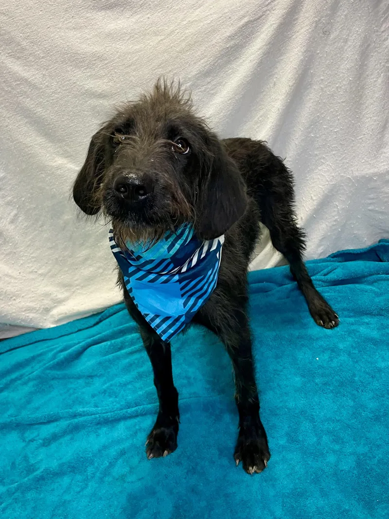 A baby medium-sized male Black Poodle dog named Bolt for adoption in Lacon, IL