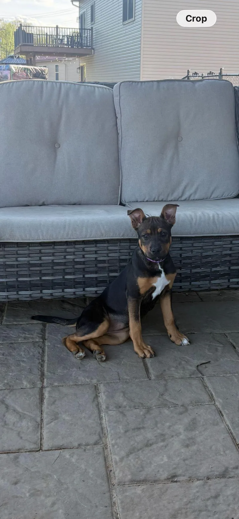 A baby medium-sized female English Bulldog dog named Sissy for adoption in Houston, TX