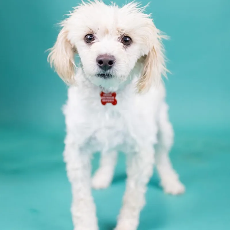 An adult small-sized female White / Cream Miniature Poodle dog named Monique for adoption in Portland, OR