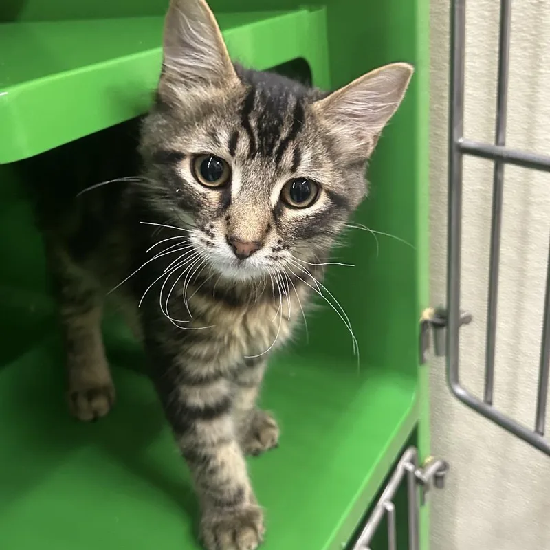 A young small-sized male Gray / Blue / Silver Domestic Short Hair cat named Charlton for adoption in Point Richmond, CA