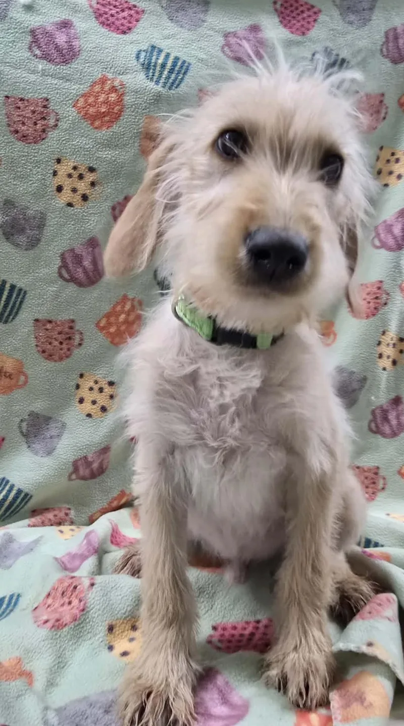 Quatrefoil thumbnail 2