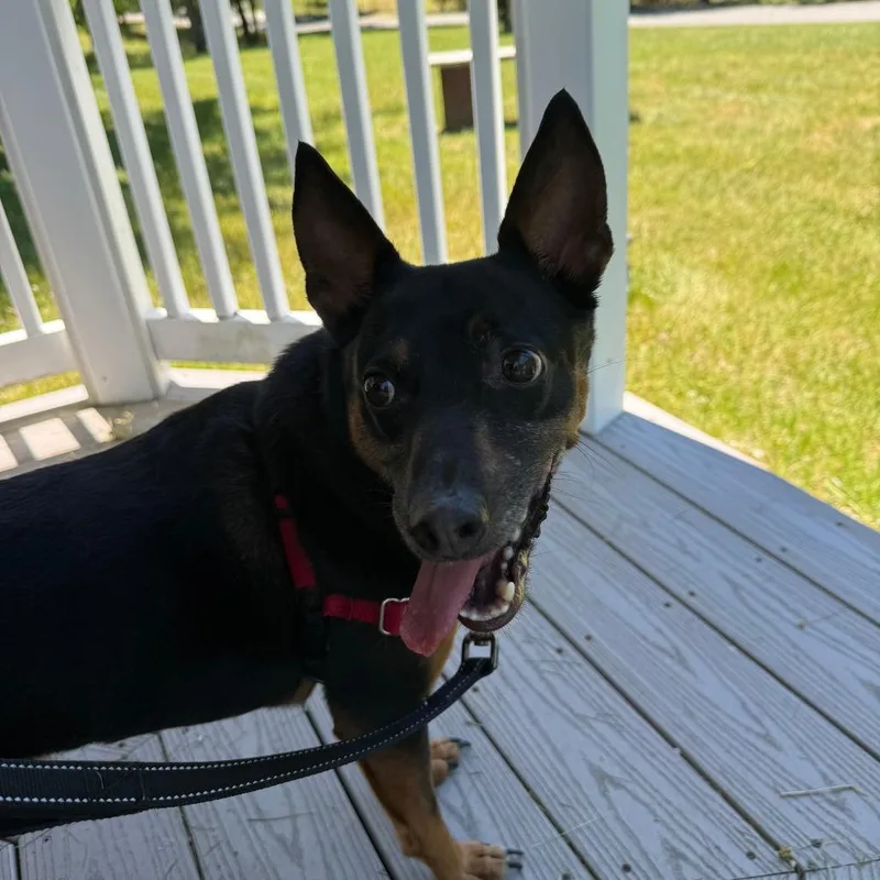An adult medium-sized male Black Mixed Breed dog named Scrappy for adoption in New York, NY