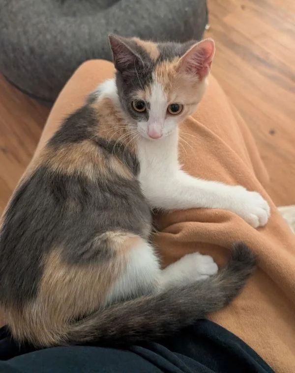 A baby small-sized female Domestic Short Hair cat named Milky Way for adoption in Stratham, NH