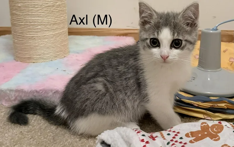 A baby medium-sized male Gray & White Domestic Short Hair cat named Axl for adoption in Blaine, MN