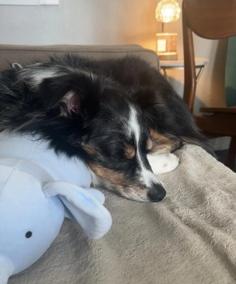 An adult medium-sized male Australian Shepherd dog named Astronot for adoption in Arlington, TX