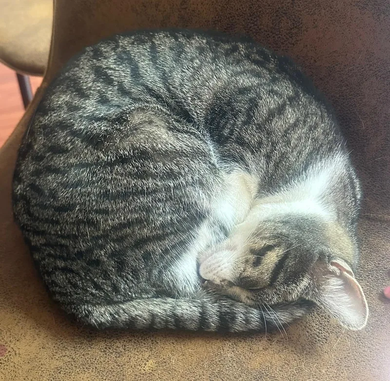 A young medium-sized female Tabby (Gray / Blue / Silver) Domestic Short Hair cat named Amelia for adoption in New York, NY