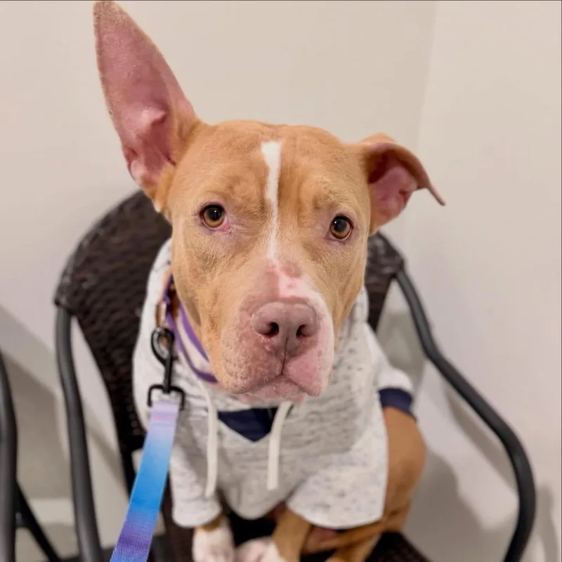 An adult medium-sized female Brown / Chocolate Mixed Breed dog named Tilly for adoption in Springboro, OH