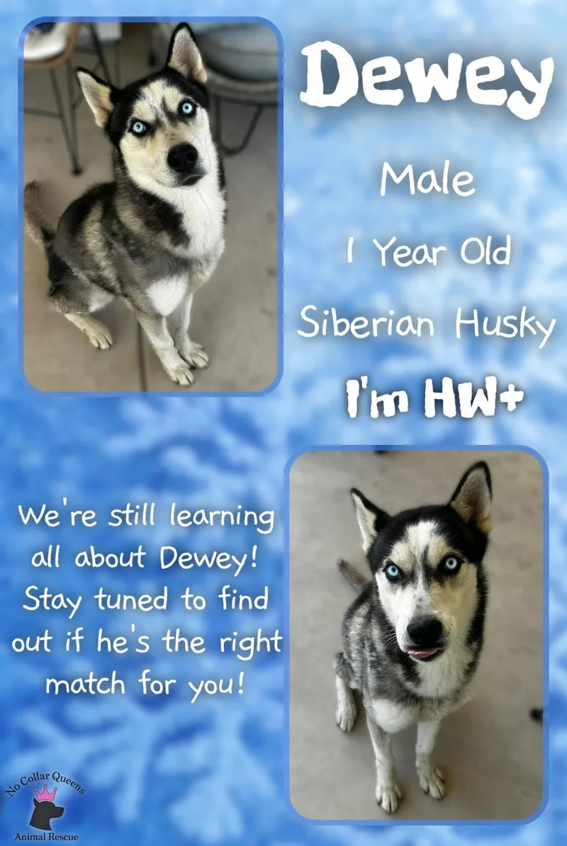 An adult medium-sized male Siberian Husky dog named Dewey for adoption in Jacksonville, NC