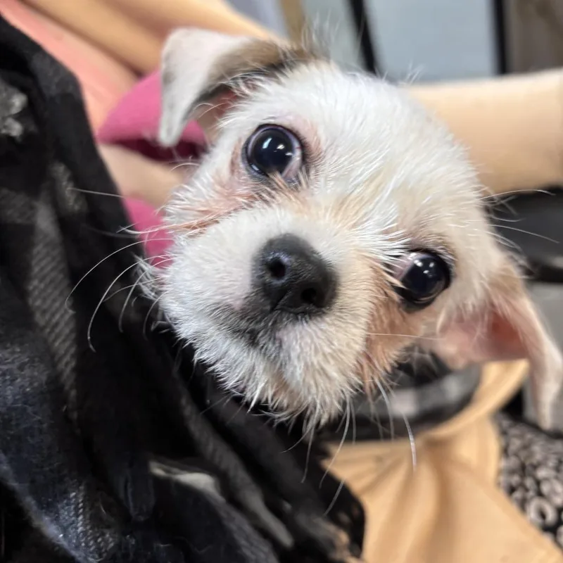 A baby small-sized female White / Cream Terrier dog named Chicken Nugget for adoption in Austin, TX