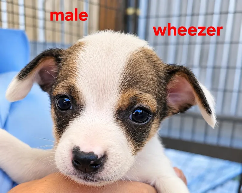 A baby small-sized male Bicolor Mixed Breed dog named Wheezer for adoption in Panama city, FL
