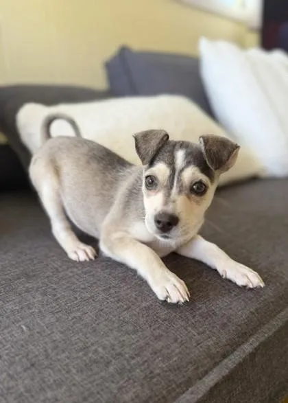 A baby small-sized female Terrier dog named Poochyena for adoption in Honolulu, HI
