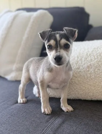 Poochyena thumbnail 2