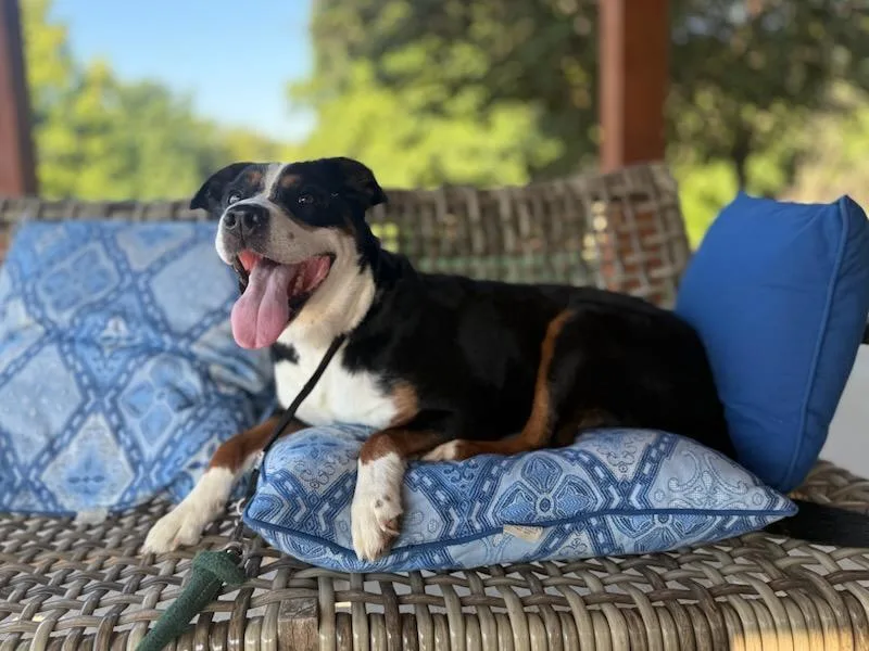 An adult extra large-sized female Greater Swiss Mountain Dog dog named Sgaeyl for adoption in St. Louis, MO