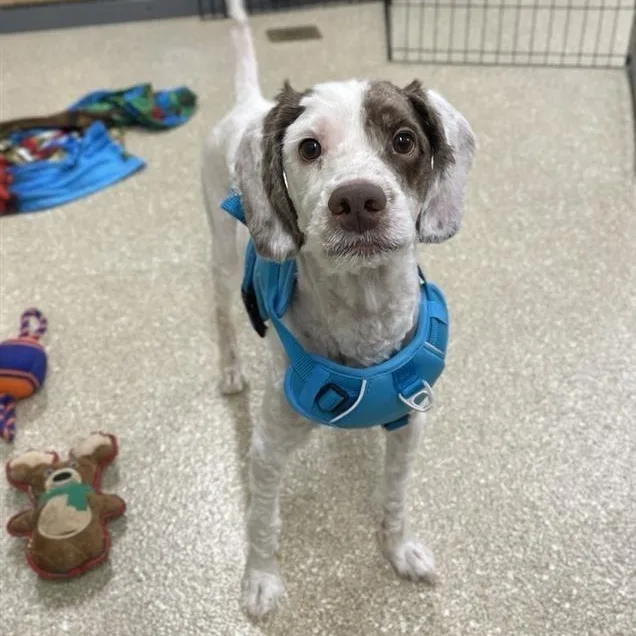 An adult small-sized male Aussiedoodle dog named Braxton for adoption in Hughesville, MD