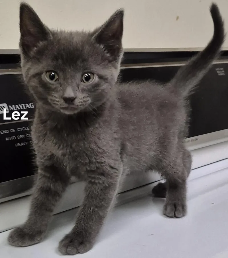 A baby medium-sized male Domestic Short Hair cat named Lez for adoption in Kendallville, IN