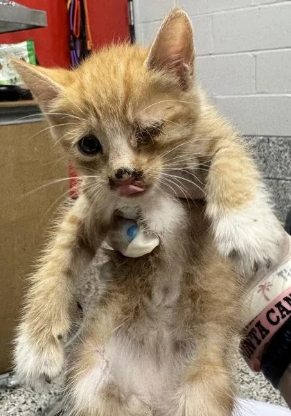 A baby small-sized female Domestic Short Hair cat named Macchiato for adoption in West Chester, PA