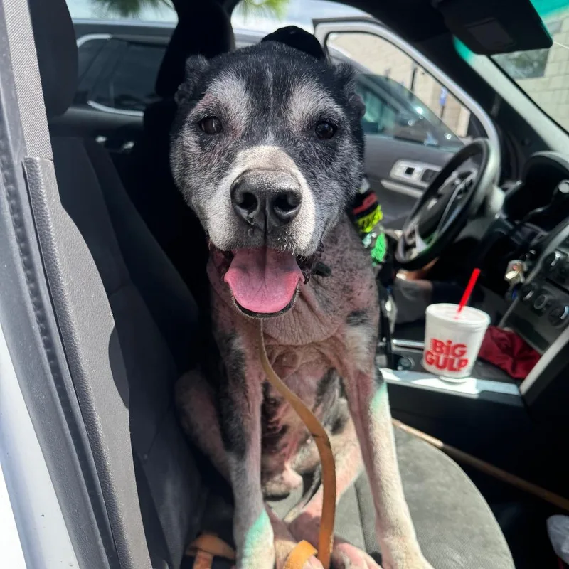A senior large-sized male Black Mixed Breed dog named Max for adoption in Englewood, FL