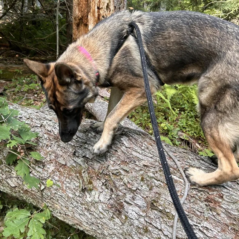 Bella